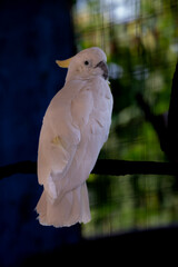 The yellow crested cockatoo, Cacatua sulphurea also known as the lesser sulphur crested cockatoo