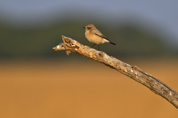 Desert wheatear
