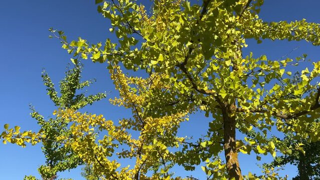 Autumn yellow foliage gingko biloba tree on blue sky.