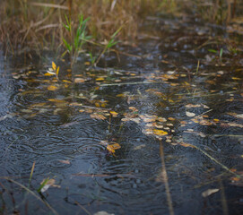 rain drops in the water