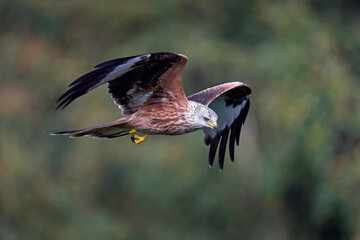 Red kite (Milvus milvus)