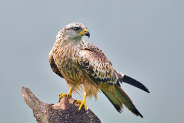 Red kite (Milvus milvus)