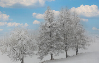 Frozen tree in winter woods