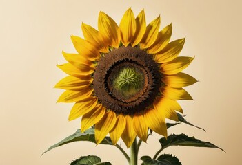 A close-up of a single sunflower on a cream colored canvas