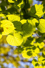 green leaves of trees close-up against a background of blue sky under the bright sun