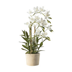 Naklejka na ściany i meble white orchid in a vase
