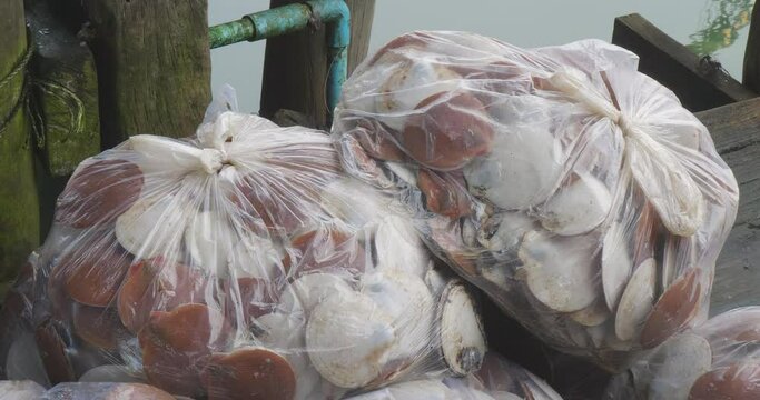 Fresh, raw asian scallops in plastic bags, with the sea in the background