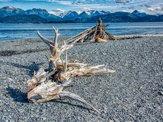 Driftwood on a rocky beach in Homer, Alaska