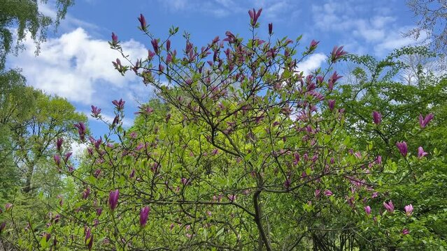 Magnolia tree pink purple flowers in spring park.