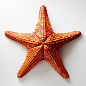 Full view Starfish Sea staron a completely white background, wallpaper pictures, Background HD