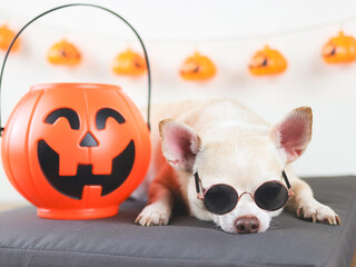 brown short hair chihuahua dog wearing sunglasses  lying down on gray cushion with  halloween pumpkin head bucket in a room  with halloween decorations.
