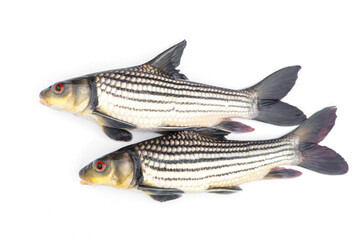 Two Seven-Stripped Carp (Probarbus jullieni) It is a local freshwater fish of Thailand. isolated on white background.