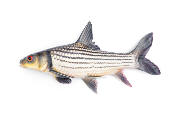 Seven-Stripped Carp (Probarbus jullieni) It is a local freshwater fish of Thailand. isolated on white background.
