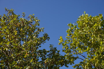 Fototapeta na wymiar Tree blue sky, tree top against blue sky on a sunny day. Green big tree. 