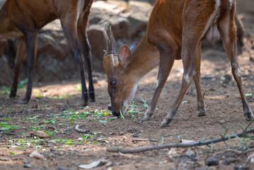 The Indian muntjac, Muntiacus muntjak, also called the southern red muntjac and barking deer, is a deer species native to South and Southeast Asia. 