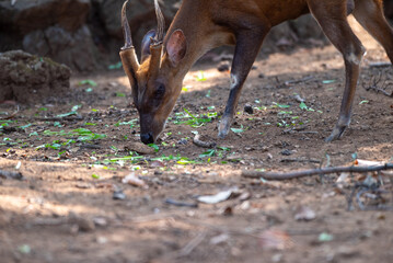 The Indian muntjac, Muntiacus muntjak, also called the southern red muntjac and barking deer, is a deer species native to South and Southeast Asia. 