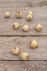 Bulbs of Striped Squill or Puschkinia libanotica on wooden table.