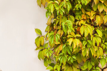 Virginia creeper, Victoria creeper  on  fence