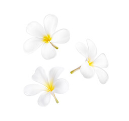 White plumeria flower blooming isolated on transparent background (.PNG)