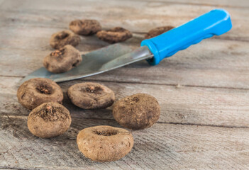 Cyclamen tubers and  garden shovel on garden table. © Olesia Sarycheva