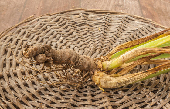 Vegetative propagation of bearded iris