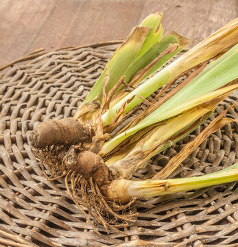Rhizome of the German garden iris after dividing the bush