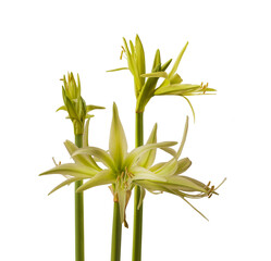Hippeastrum (amarillis)  Spider Group "'Evergreen" on a white background isolated.