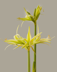 Hippeastrum (amarillis)  