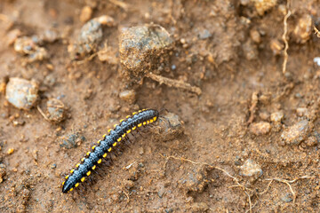 A yellow spotted millipede crawling on mud