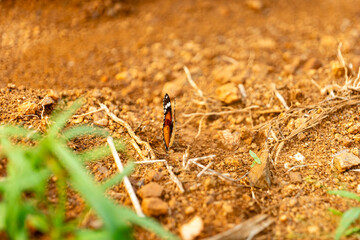 Brown and white butterfly on brown sand