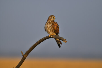 Eurasian castrel