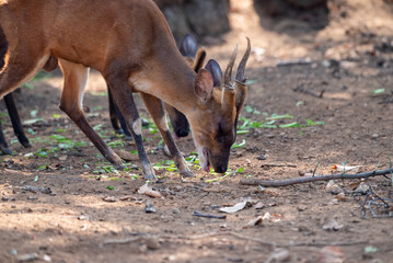 The Indian muntjac, Muntiacus muntjak, also called the southern red muntjac and barking deer, is a deer species native to South and Southeast Asia. 