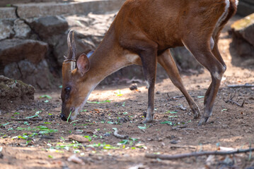 The Indian muntjac, Muntiacus muntjak, also called the southern red muntjac and barking deer, is a deer species native to South and Southeast Asia. 