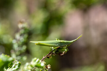 Oriental longheaded locust (Acrida cinerea) in Japan in October