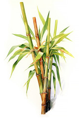 Obraz premium Bamboo, watercolor illustration, isolated on white background