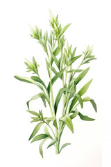Tarragon, watercolor illustration, isolated on white background