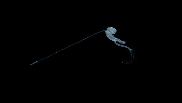 Larva of parasitic worm Progonus muelleri under a microscope, at Cercaria stage. Class Trematoda. White Sea