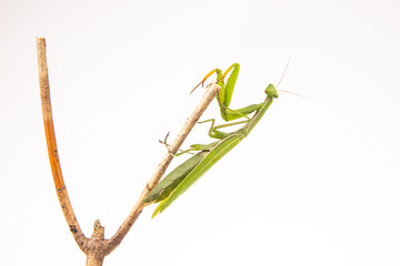 green praying mantis sits on a tree branch on a white background. insect predator. nature and zoology
