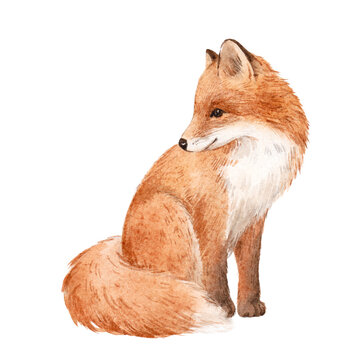 recommend clip art: Beautiful stock illustration with hand drawn watercolor wild fox animal.