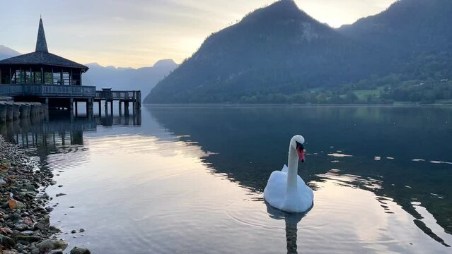 Schw&auml;ne am Grundlsee am Morgen