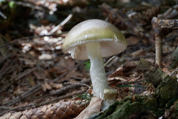 Deadly poisonous Amanita phalloides on the ground. Known as Deathcap or Death Cap. Wild green mushroom in spruce-beech forest.