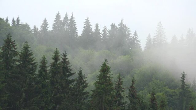 Summer Storm Raining Clouds, Fog in Mountains on Rainy Cloudy Day, Stormy Mist Smoke Mystical Foggy Forest, Alpine Wood Overcast