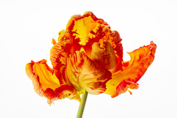 tulip on the white background