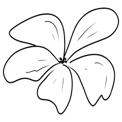 Flower drawing