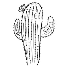 Cactus drawing