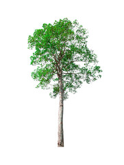 single tree isolated on white background with clipping path