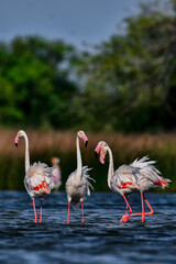 group of flamingos in the lake