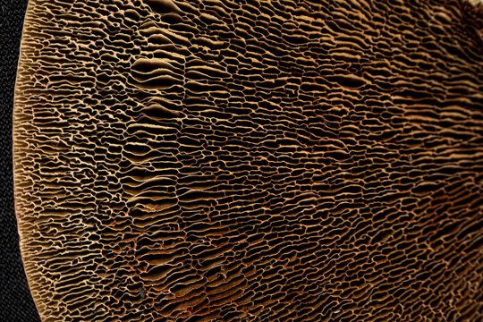 The red belt conk (Fomitopsis pinicola)