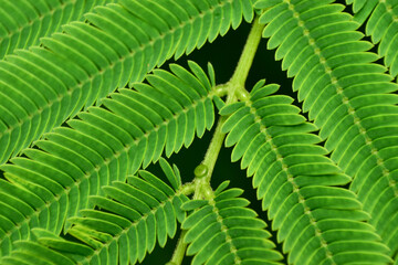 small light green leaves gathered together in the bushes It has branches and small leaves on the stem.