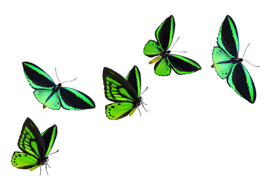 Green birdwing butterflies flying. PNG File